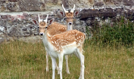 Knole Park