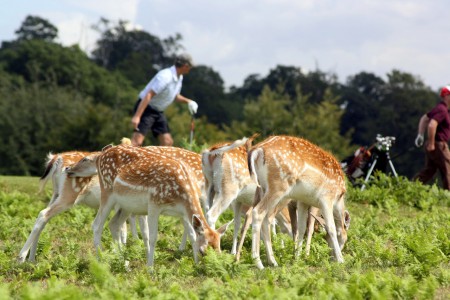 Knole Park