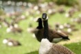 /album/leeds-castle/img-3478-jpg/