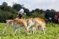 Knole Park