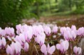 /album/anglesey-abbey/img-3639-jpg/